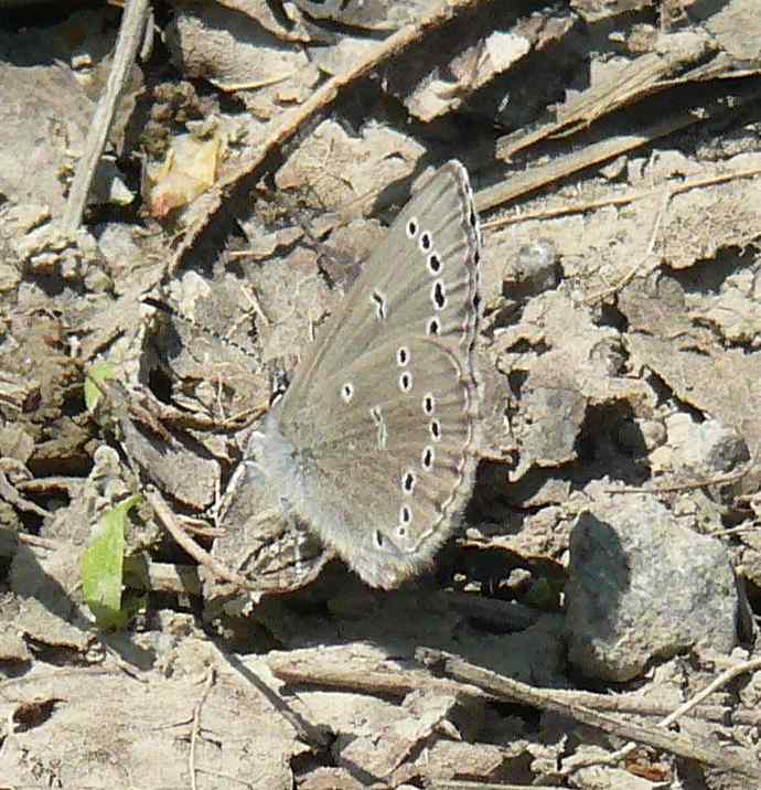 Glaucopsyche lygdamus Glaucopsyche lygdamus